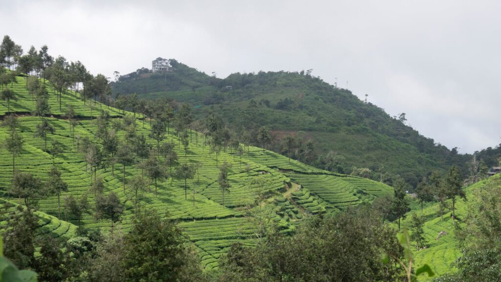 Vibrant green tea plantations on a hilly landscape under a cloudy sky.